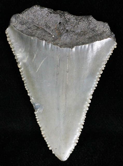 buy bone valley fossil great white tooth|More.